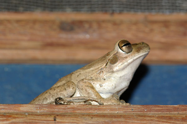 Chaco Tree Frog (Boana raniceps)