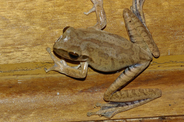 Chaco Tree Frog (Boana raniceps)