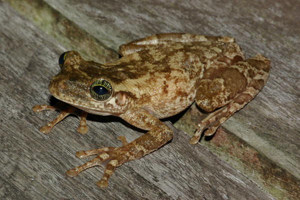 Giant Broad-headed Treefrog (Osteocephalus taurinus)