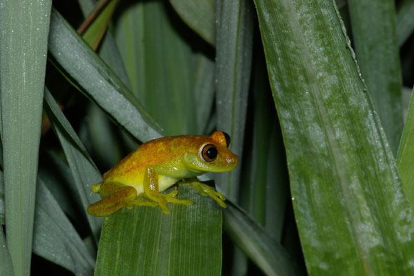 Polkadot Treefrog (Boana punctata)
