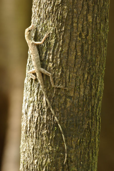 Brown-eared Anole (Anolis fuscoauratus)