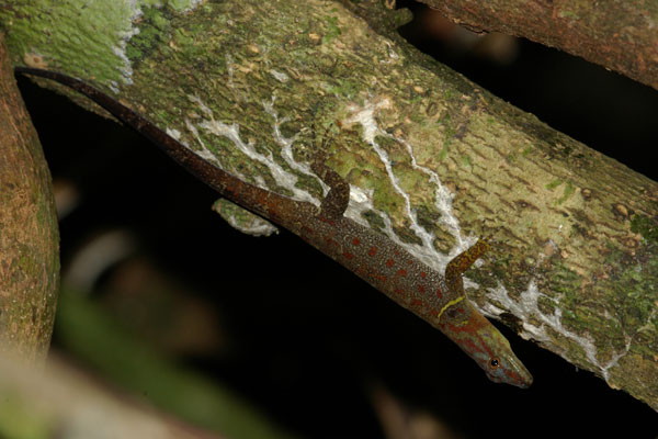 Bridled Forest Gecko (Gonatodes humeralis)