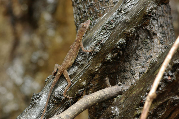 Brown-eared Anole (Anolis fuscoauratus)