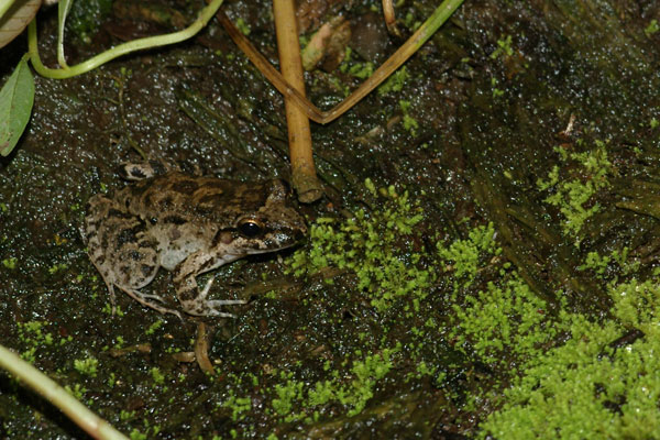 Dwarf Jungle Frog (Leptodactylus wagneri)