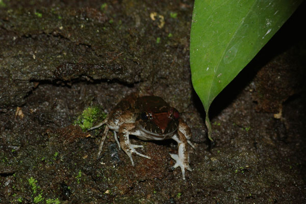 Dwarf Jungle Frog (Leptodactylus wagneri)