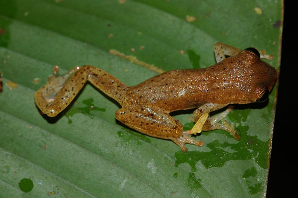Many-lined Treefrog (Dendropsophus haraldschultzi)