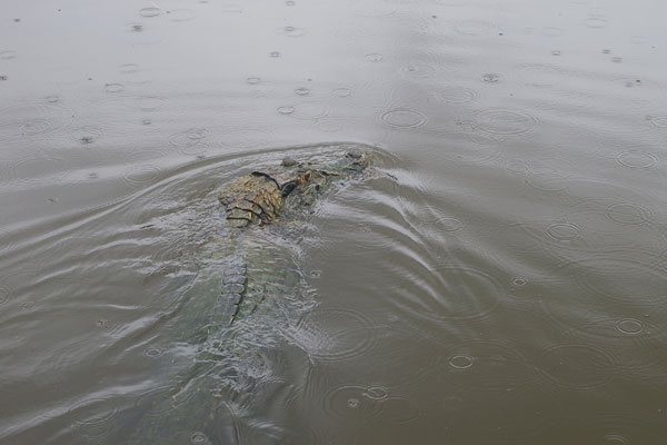 Black Caiman (Melanosuchus niger)