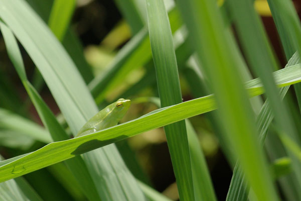 Greater Hatchet-faced Treefrog (Sphaenorhynchus lacteus)