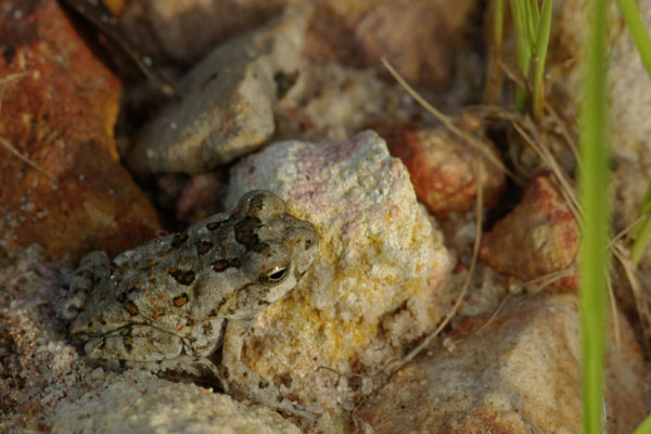 Cane Toad (Rhinella marina)