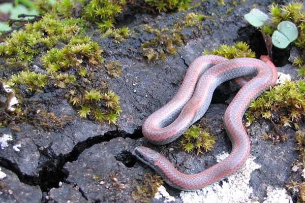 Sharp-tailed Snake (Contia tenuis)