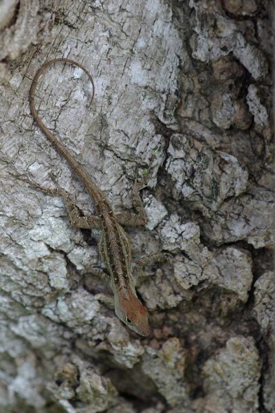 Cuban Brown Anole (Anolis sagrei sagrei)