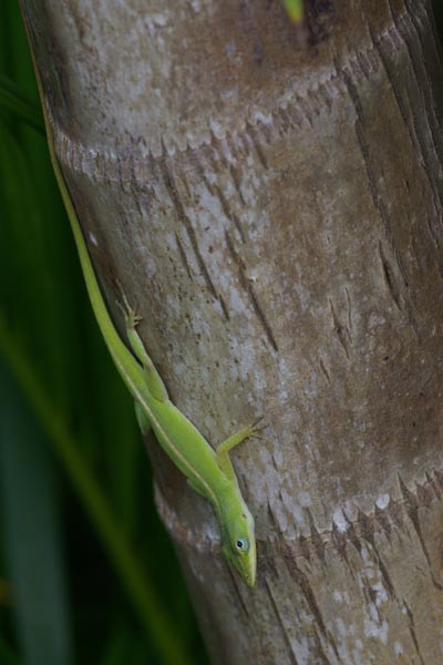 Green Anole (Anolis carolinensis)