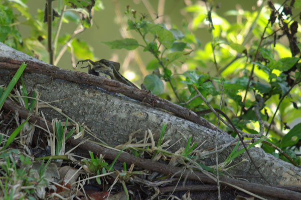 Brown Basilisk (Basiliscus vittatus)