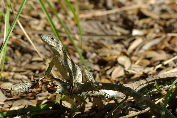 Black Spiny-tailed Iguana (Ctenosaura similis)