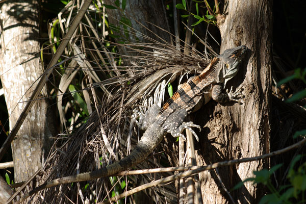 Black Spiny-tailed Iguana (Ctenosaura similis)