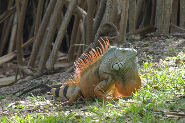 Are you tired of seeing iguanas at Fairchild Tropical Garden yet I'm not