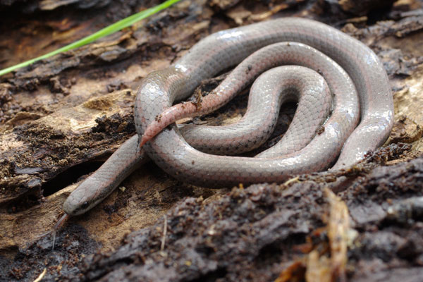 Sharp-tailed Snake (Contia tenuis)