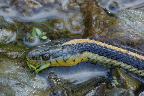 Diablo Range Gartersnake (Thamnophis atratus zaxanthus)