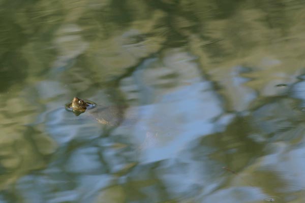 Western Pond Turtle (Actinemys marmorata)