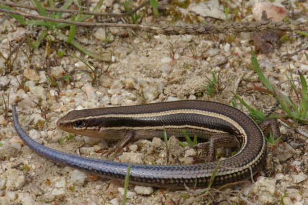 Skilton’s Skink (Plestiodon skiltonianus skiltonianus)