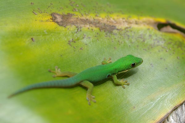 Peacock Day Gecko (Phelsuma quadriocellata quadriocellata)