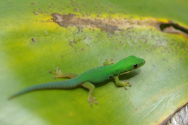 Peacock Day Gecko Size