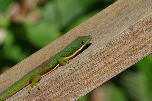 Lined Day Gecko (Phelsuma lineata lineata)