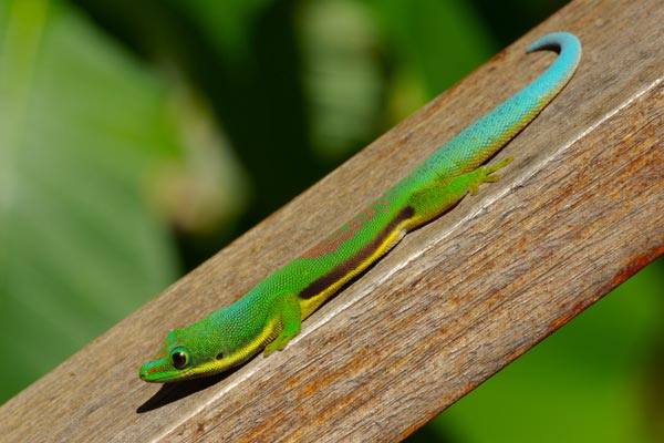 Lined Day Gecko (Phelsuma lineata lineata)