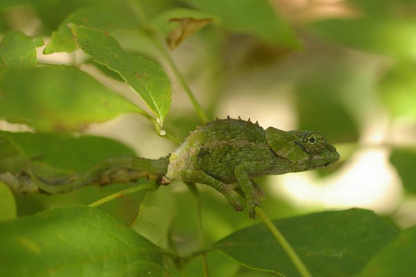 Short-horned Chameleon (Calumma brevicorne)