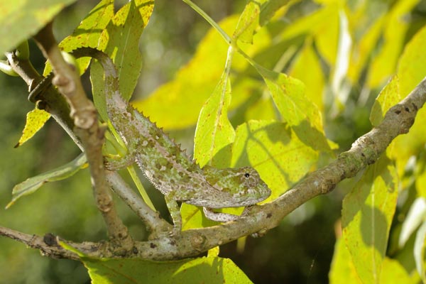 Short-horned Chameleon (Calumma brevicorne)