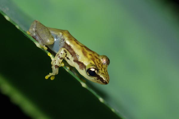 undescribed species (Guibemantis cf. albolineatus "Andasibe")