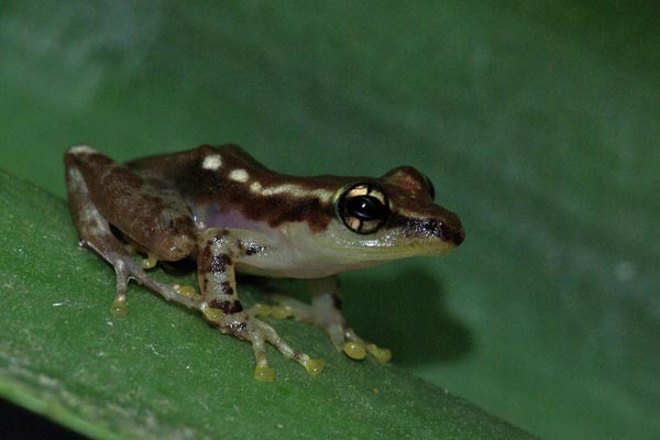 undescribed species (Guibemantis cf. albolineatus "Andasibe")