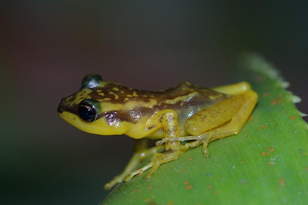 undescribed species (Guibemantis cf. albolineatus "Andasibe")