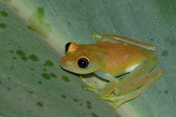 Green Bright-eyed Frog (Boophis viridis)