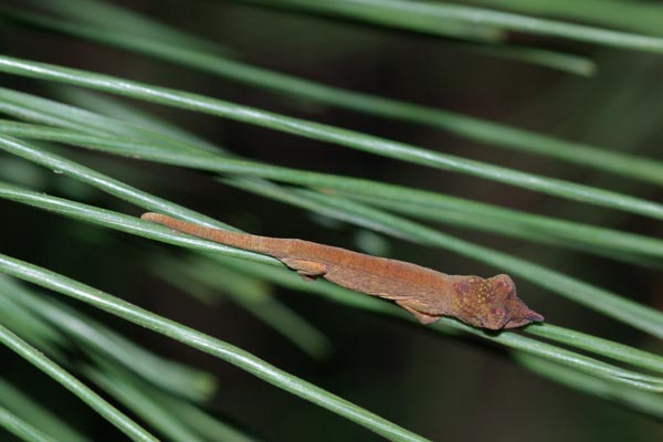 Andasibe Nosed Chameleon (Calumma nasutum)