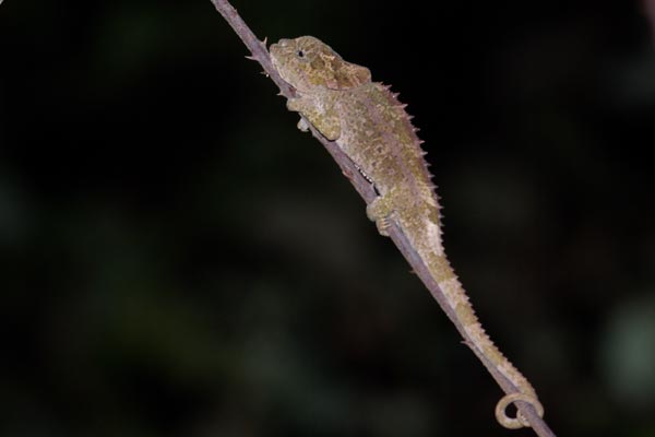 Short-horned Chameleon (Calumma brevicorne)