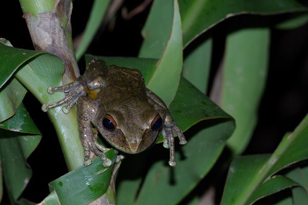 Goudot’s Bright-eyed Frog (Boophis goudotii)