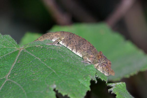 Andasibe Nosed Chameleon (Calumma nasutum)