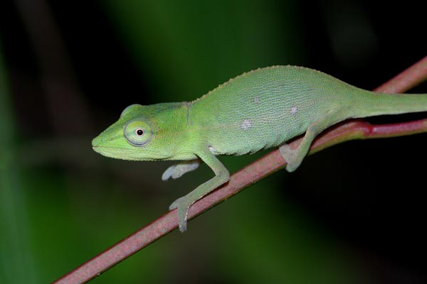 Perinet Chameleon (Calumma gastrotaenia)