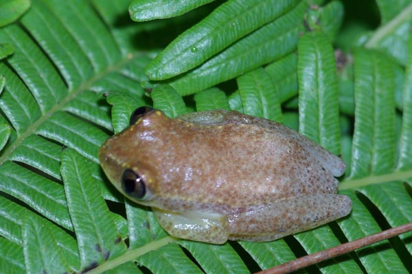 Betsileo Reed Frog (Heterixalus betsileo)