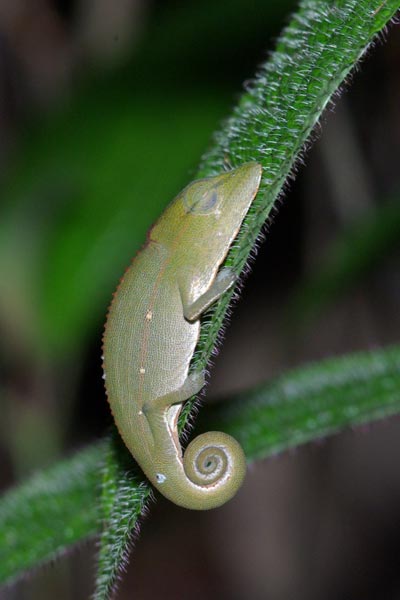 Perinet Chameleon (Calumma gastrotaenia)