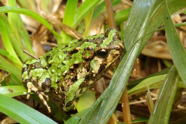 Marbled Rain Frog (Scaphiophryne marmorata)