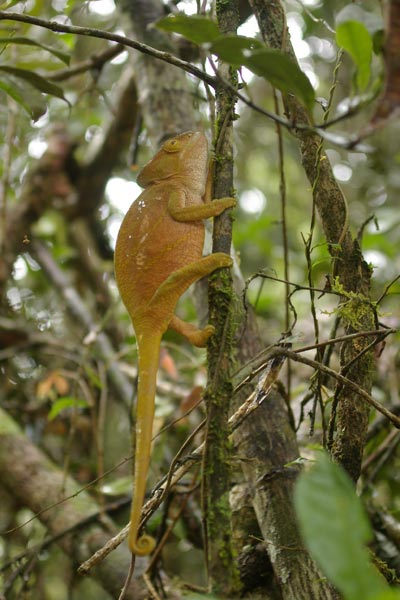 Parson’s Chameleon (Calumma parsonii cristifer)