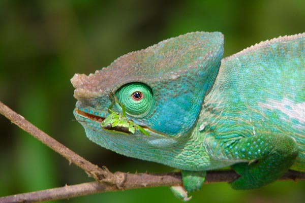 Parson’s Chameleon (Calumma parsonii cristifer)