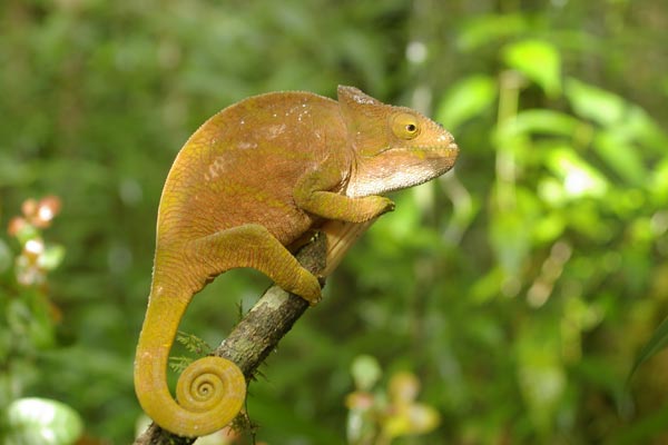 Parson’s Chameleon (Calumma parsonii cristifer)