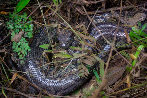 Madagascar Tree Boa (Sanzinia madagascariensis)