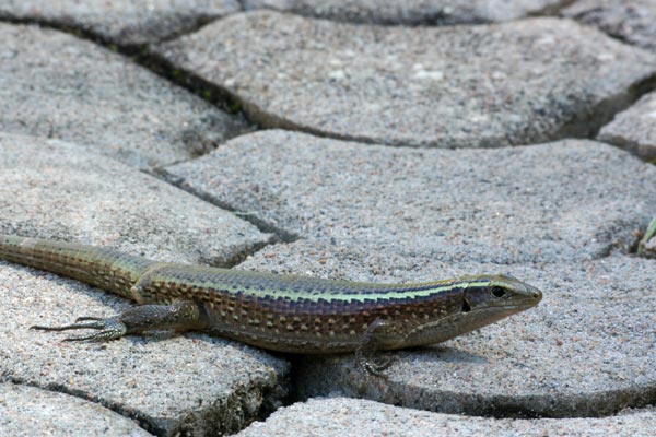 Madagascar Girdled Lizard (Zonosaurus madagascariensis madagascariensis)