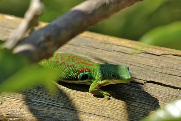 Peacock Day Gecko Size