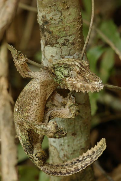 Mossy Leaf-tailed Gecko (Uroplatus sikorae)