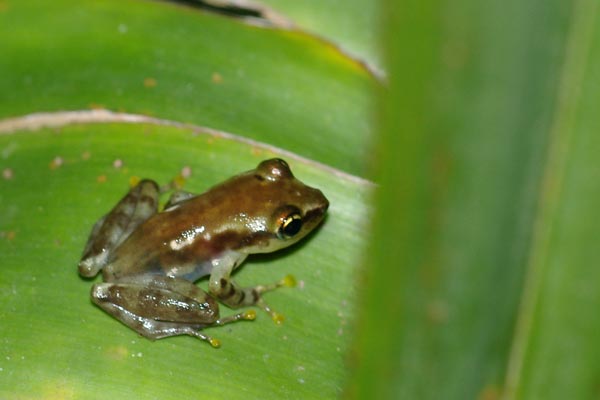 undescribed species (Guibemantis cf. bicalcaratus "Moramanga")